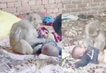 உ.பி-யில் குரங்கிடம் சிக்கிய 3 மாத குழந்தை