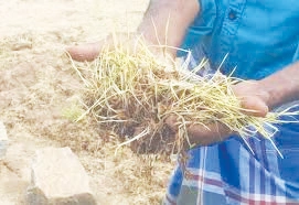 நெல் கொள்முதலில் சிக்கல்; விவசாயிகள் வேதனை