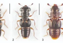 அருணாச்சல காட்டுக்குள் 3 விசித்திர உருவங்கள்
