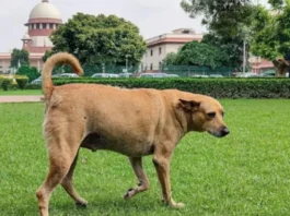 பொது இடங்களில் தெரு நாய்களை அகற்றும் உத்தரவு வாபஸ் இல்லை