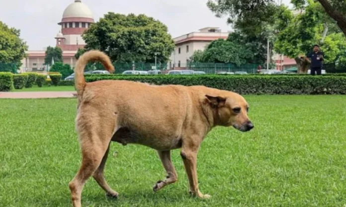 19dog