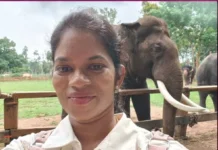யானைகள் சண்டையில் உடல் நசுங்கி உயிரிழந்த சென்னை பெண்