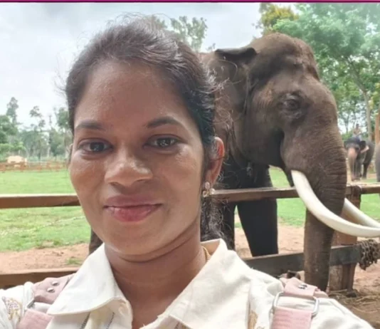 யானைகள் சண்டையில் உடல் நசுங்கி உயிரிழந்த சென்னை பெண்