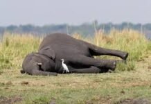 தண்ணீர் குடிக்க வந்த காட்டு யானை உயிரிழப்பு