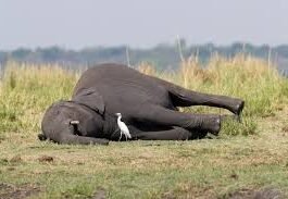 தண்ணீர் குடிக்க வந்த காட்டு யானை உயிரிழப்பு