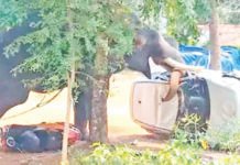 கேரளாவில் யானை மிதித்து பாகன் உள்பட 2 பேர் பலி