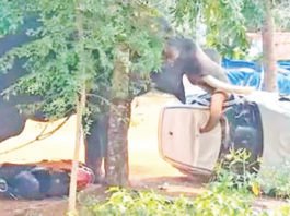 கேரளாவில் யானை மிதித்து பாகன் உள்பட 2 பேர் பலி