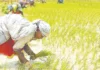 வேளாண் விளைபொருட்கள் விலை மறுஆய்வு செய்ய கோரிக்கை