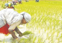வேளாண் விளைபொருட்கள் விலை மறுஆய்வு செய்ய கோரிக்கை