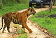 நெலமங்கலா அருகே சிறுத்தை அட்டகாசம் – பொதுமக்கள் பீதி