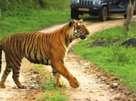 நெலமங்கலா அருகே சிறுத்தை அட்டகாசம் – பொதுமக்கள் பீதி