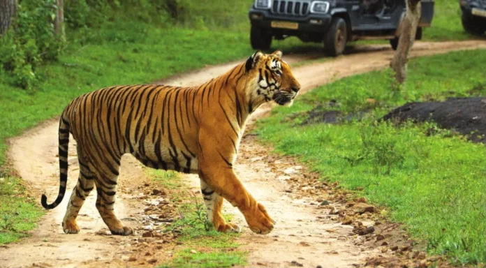 நெலமங்கலா அருகே சிறுத்தை அட்டகாசம் – பொதுமக்கள் பீதி