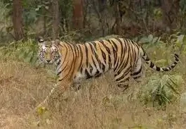 மைசூரு அருகே வன காவலர் மீது பாய்ந்து தாக்கிய புலி
