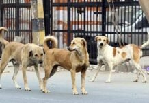 பெங்களூரில் சிறுமியை கடித்து குதறிய தெருநாய்கள்