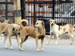 பெங்களூரில் சிறுமியை கடித்து குதறிய தெருநாய்கள்