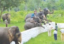 யானை முகாம்களுக்குப் புதிய கட்டுப்பாடுகள்: கர்நாடக வனத்துறை அதிரடி