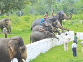 யானை முகாம்களுக்குப் புதிய கட்டுப்பாடுகள்: கர்நாடக வனத்துறை அதிரடி