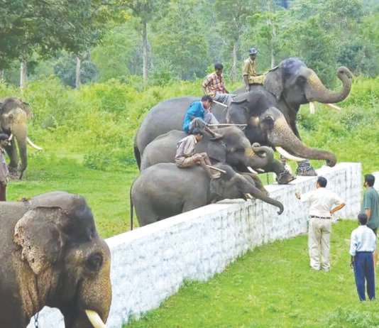 யானை முகாம்களுக்குப் புதிய கட்டுப்பாடுகள்: கர்நாடக வனத்துறை அதிரடி