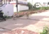 4 சிறுவர்களை கடித்து குதறிய தெரு நாய்கள்