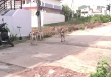 4 சிறுவர்களை கடித்து குதறிய தெரு நாய்கள்