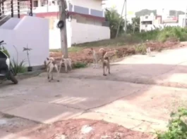 4 சிறுவர்களை கடித்து குதறிய தெரு நாய்கள்