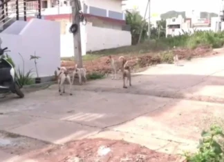 4 சிறுவர்களை கடித்து குதறிய தெரு நாய்கள்