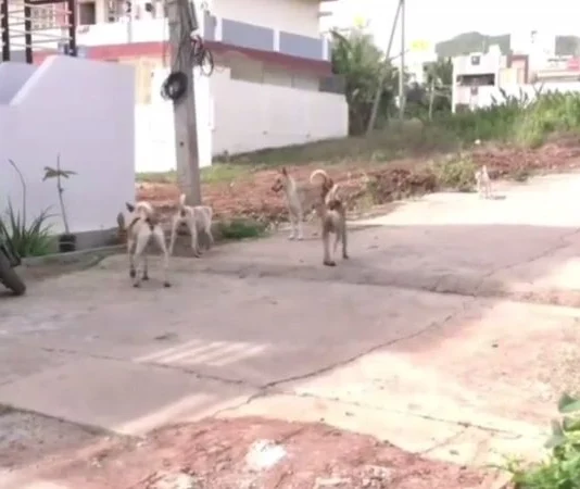 4 சிறுவர்களை கடித்து குதறிய தெரு நாய்கள்