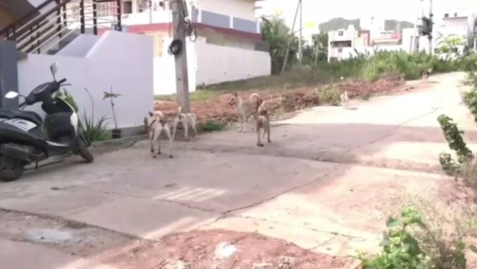 21Dog attack