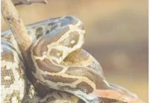 குடியிருப்பில் வளர்க்கப்பட்டமலைப் பாம்புகள் பறிமுதல்
