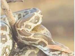 குடியிருப்பில் வளர்க்கப்பட்டமலைப் பாம்புகள் பறிமுதல்