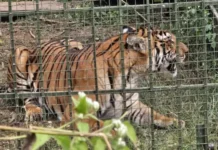 விவசாயியைத் தாக்கிய புலி, 5 குட்டிகளுடன் கூண்டில் அடைப்பு