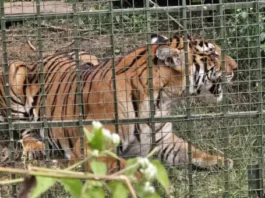 விவசாயியைத் தாக்கிய புலி, 5 குட்டிகளுடன் கூண்டில் அடைப்பு