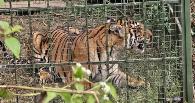 tiger