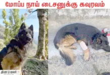 ராணுவத்தினருக்கு உறுதுணை; மோப்ப நாய் டைசனுக்கு சிறப்பு விருது