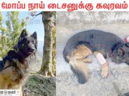 ராணுவத்தினருக்கு உறுதுணை; மோப்ப நாய் டைசனுக்கு சிறப்பு விருது