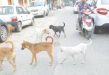 நாய்க்கடியால் 4.68 லட்சம் பேர் பாதிப்பு
