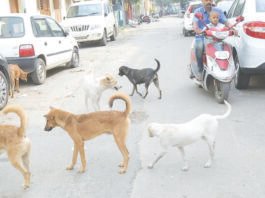 நாய்க்கடியால் 4.68 லட்சம் பேர் பாதிப்பு