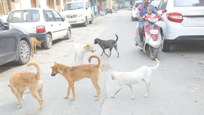 dog clr