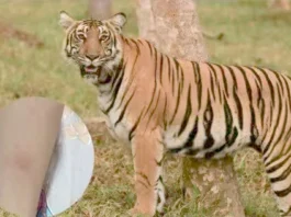 புலியுடன் செல்பி எடுத்தபோது நகத்தில் கீறியது; தப்பி பிழைத்த சிறுமி