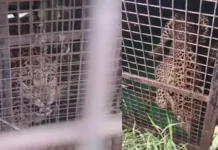 மண்டூர் அருகே கூண்டில் சிக்கியது சிறுத்தை: பொதுமக்கள் நிம்மதி