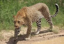 காப்பாற்ற முயன்ற வனத்துறை ஊழியரை தாக்கிய சிறுத்தை