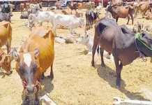 தமிழகத்தில் கால்நடை வளர்ப்புக்கு ரூ.3,000 கோடி கடன்