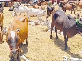 தமிழகத்தில் கால்நடை வளர்ப்புக்கு ரூ.3,000 கோடி கடன்