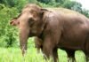 தொழிலாளியை கொன்ற ஒற்றை யானை காட்டுக்குள் விரட்டியடிப்பு