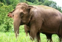 தொழிலாளியை கொன்ற ஒற்றை யானை காட்டுக்குள் விரட்டியடிப்பு