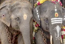 தமிழக கோயில்களுக்கு வழங்கிய யானைகளை திரும்பப் பெற வேண்டும்