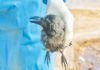 பறவை காய்ச்சல்: இறந்த பறவைகளை தொடாதீர்