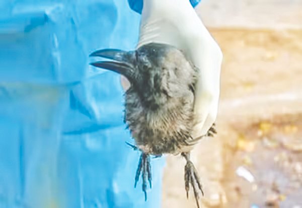 bird