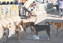 சென்னையில் 1.50 லட்சம் தெருநாய்களுக்கு தடுப்பூசி