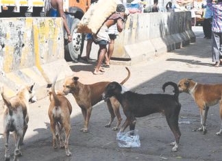 சென்னையில் 1.50 லட்சம் தெருநாய்களுக்கு தடுப்பூசி